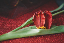 close-up of red tulip on the red glitter background