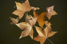 Fall leaves in water. Autum, season, brown.