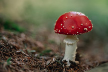 Single toxic and hallucinogen fly agaric with bright red cap stands in forest. Wild poisonous mushroom on natural bright autumn background. Harvest fungi concept. Toadstool fungus. High quality photo