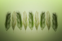 Palm branches for Palm Sunday on green background