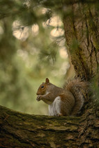 Squirrel Holding A Walnut In The Middle Of The Forest