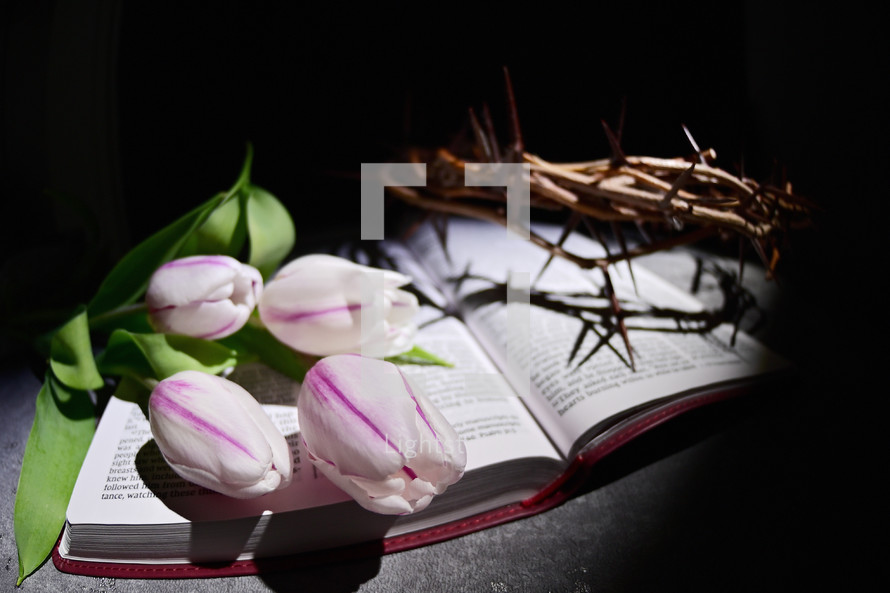 Wide angle of Crown of thorns and Tulips on Open Bible