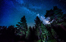 stars in the night sky above trees 