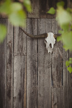 Skull from a bull hanging on a wood wall