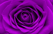 purple rose closeup 