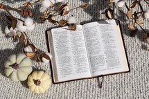open Bible, neutral pumpkins, and cotton sprays 