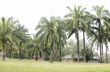 village houses under palm trees 