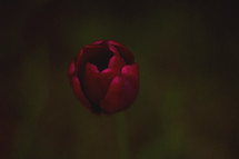 A solitary red tulip.