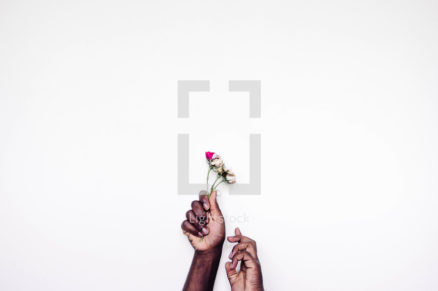 hands holding up picked flowers against a white background 