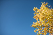 yellow fall leaves on a tree and blue sky 
