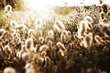 sunlight on a field of fuzzy flowers 