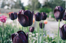 deep purple tulips 