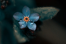 Blue alyssum flower after a rainstorm.