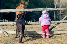 toddler girl and her dog watching horses 