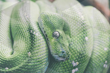 green python serpent 