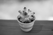 succulent plant in a pot 