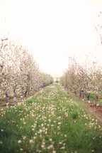 rows of trees in an orchard
