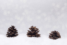 pine cones in snow 