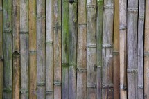 bamboo background 