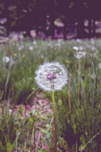dandelion fluff in a field 
