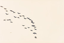 Formation of migrating birds.