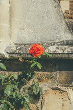 red rose in a garden old church wall