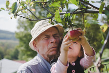 grandfather and granddaughter picking apples off a tree 