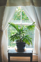 potted plant in a window 