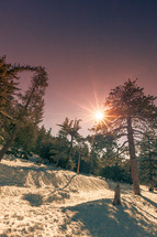 a sunburst over a winter forest 