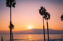 silhouettes of palm trees along a shore at sunset 