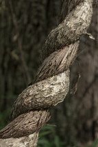 twisted tree limb 