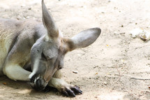 sleeping kangaroo 
