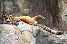 sleeping tiger 