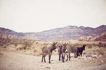 donkeys on desert road - mountains
