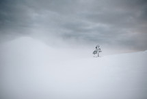 Alone fir tree in the middle of winter