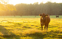 cattle in a pasture 