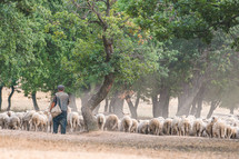 shepherd and his flock 