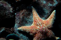 starfish on a rock 