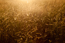 glow of sunlight over a field of wheat