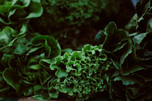 kale, lettuce, vegetables, greens, food, produce