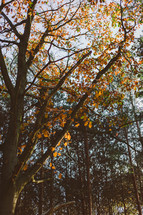 fall leaves on a tree 
