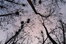 Looking Up At Trees From Low Angle In Winter Forest