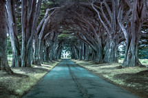 tree lined road 
