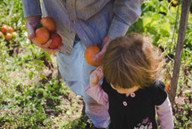 toddler girl and grandfather picking tomatoes in a garden 