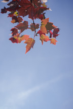 brown fall leaves on a tree branch 