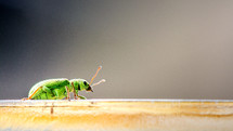 green beetle 