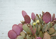 prickly pear cactus and white wall background 