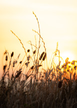 tall grasses at sunset 