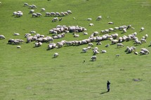 flock of sheep and shepherd 