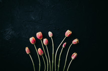 red tulips on a black background 